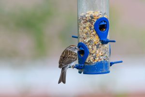 Comment chipper autour du green avec précision